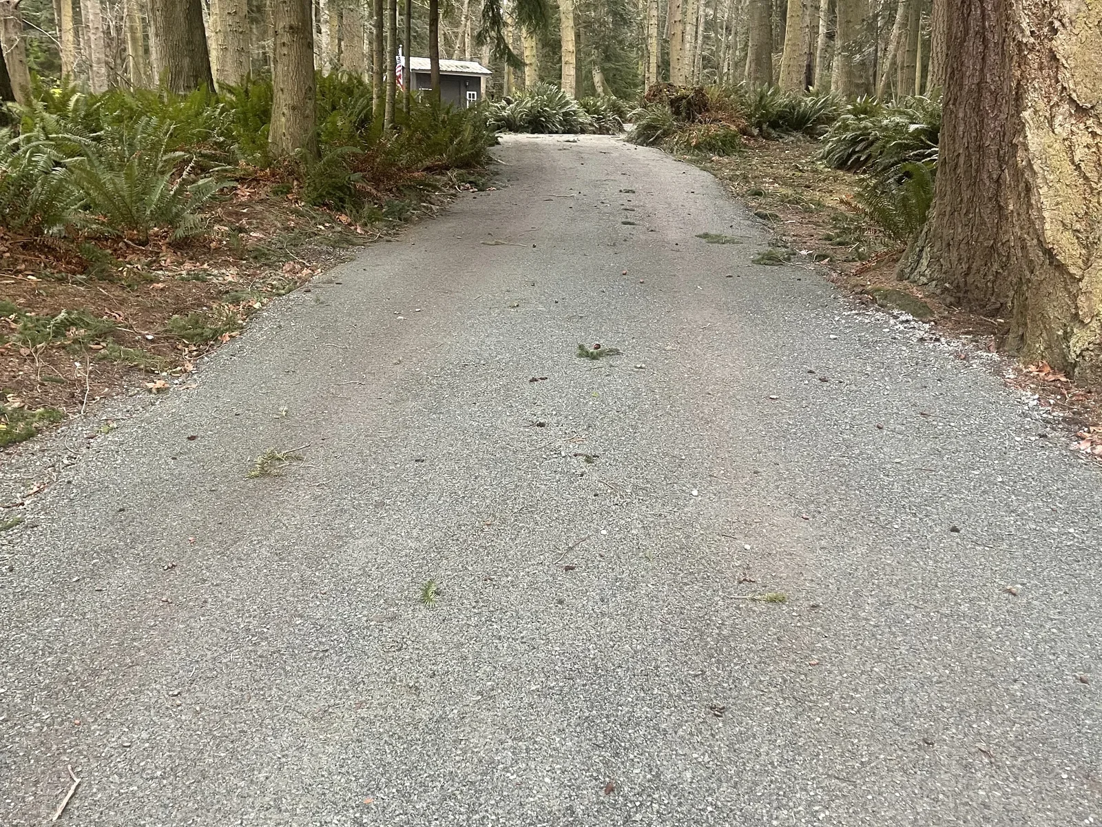 Gravel driveway running through tall evergreens